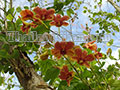 flowers ดอกไม้